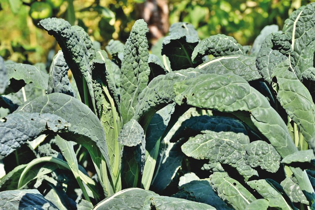 kale, cabbage, vegetables, food, nature, healthy, nourishment, agriculture, leaves, plant, cultivation