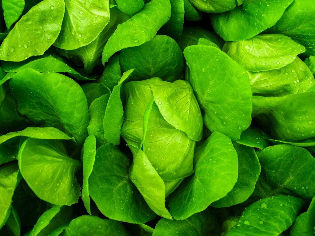 Close-up of fresh, vibrant green lettuce leaves with water droplets. Perfect for healthy eating concepts.