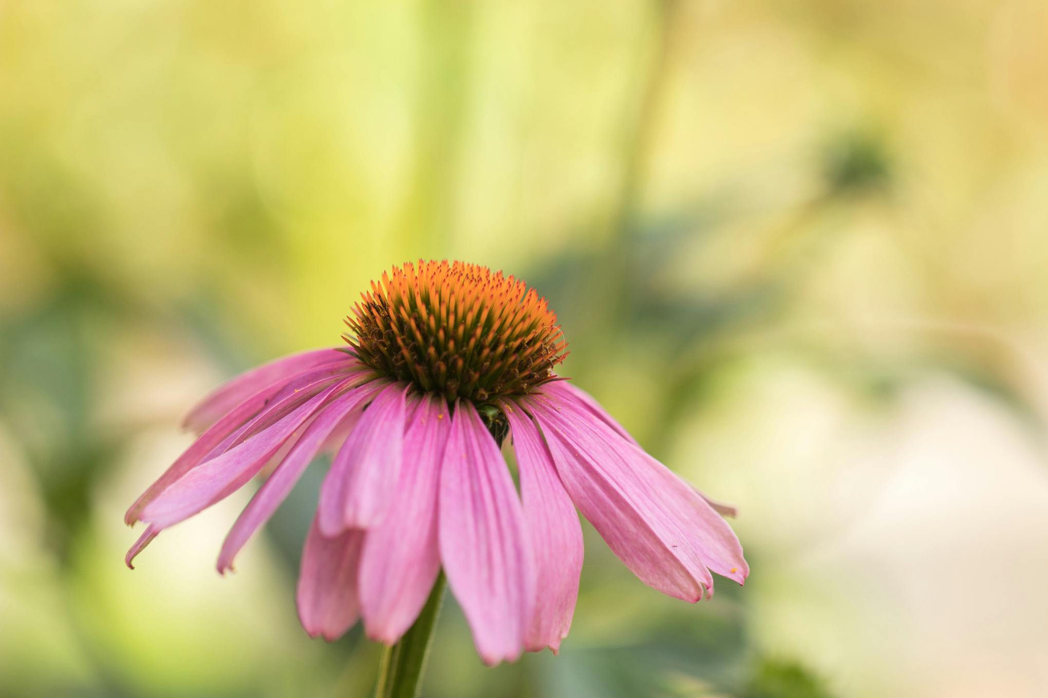 Vibrant pink echinacea flower captured in natural light, showcasing its intricate petals and vibrant color.